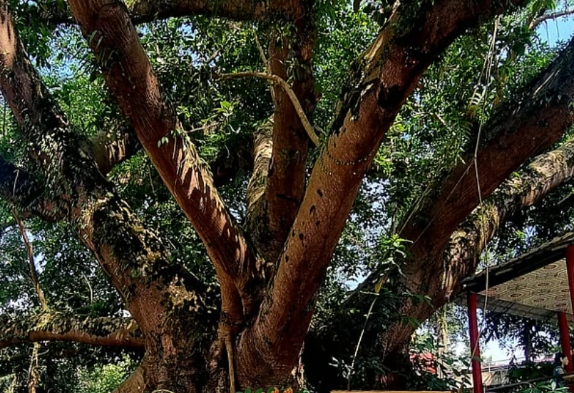 Rangkut Banashram: The Ancient Buddhist Pilgrimage Site of Ramu Linked to Emperor Ashoka